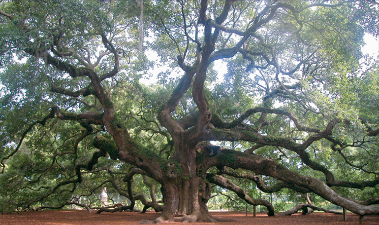 Angel Oak Tree, Johns Island, SC